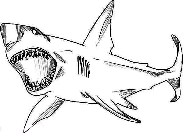 A Sketch Drawing of Great White Shark Coloring Page | Kids Play Color