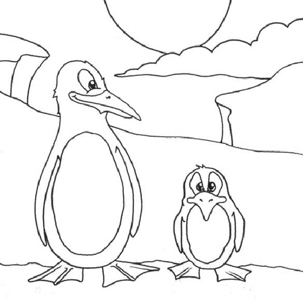 yellow eyed penguin coloring pages - photo #28