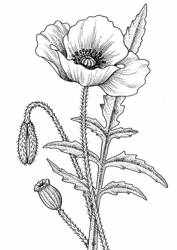 Awesome Flower Drawing Coloring Page | Kids Play Color