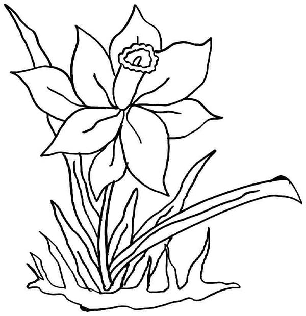 daffodil coloring pages for kids - photo #16