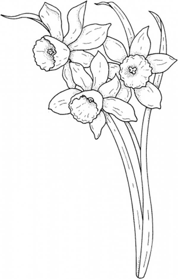 daffodil coloring pages for kids - photo #15