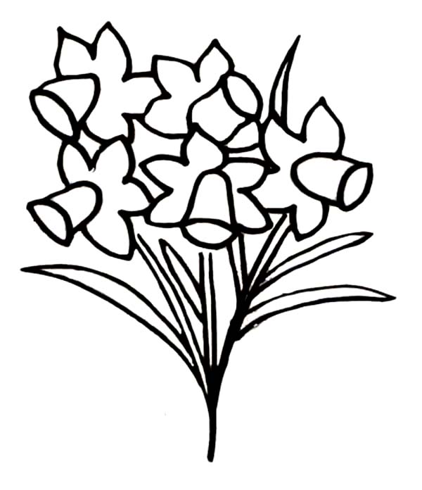 daffodil coloring pages free - photo #44