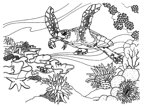 ocean ecosystem coloring pages free - photo #39