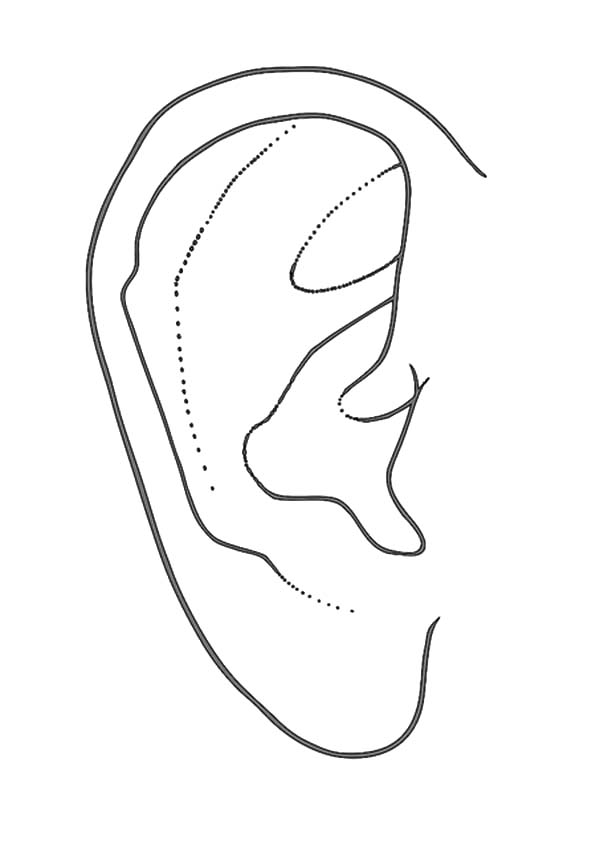 ear coloring pages - photo #43